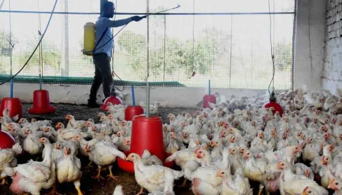 دہلی میں برڈ فلو سے راحت کی خبریں،غازی پور منڈی میں تمام مرغی محفوظ،ٹیسٹ  نگیٹیو - Qindeel | DailyHunt