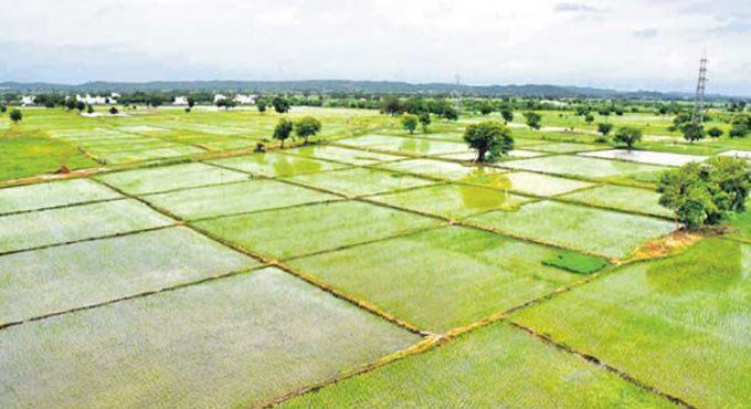 Andhra Pradesh Government To Pay For Crop Insurance Telangana Today English Dailyhunt