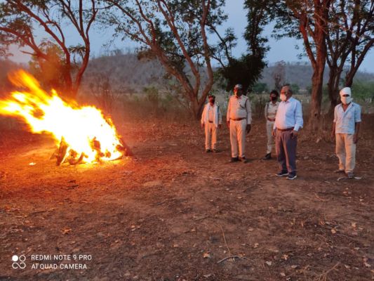 पोस्टमार्टम के बाद देर शाम हो पाया मृत तेंदुए के शव का अंतिम संस्कार