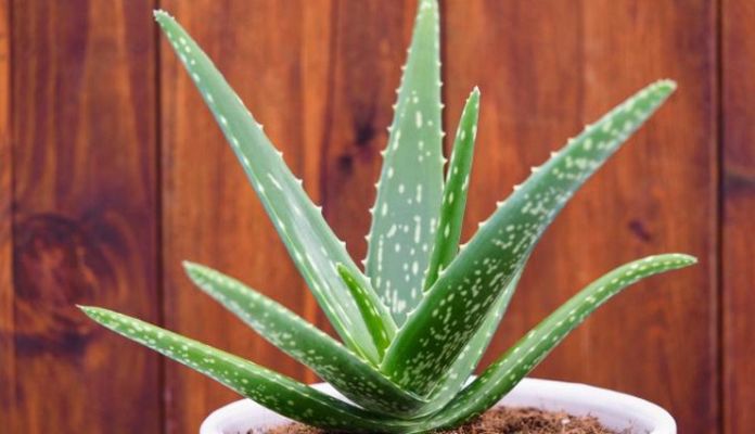 diaper rash aloe