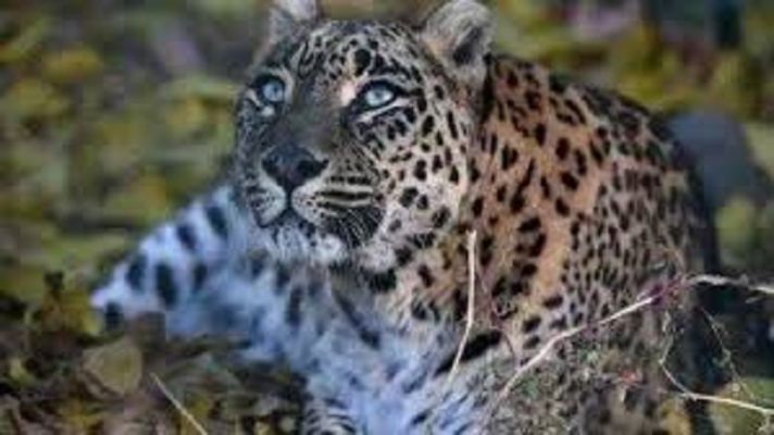 Leopard Sachin Dies Of Heart Attack East Coast Daily Eng Dailyhunt