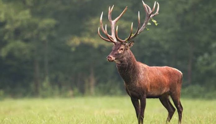 5 Places In India To Spot Kashmir Stag Hangul - Lifeberrys English | DailyHunt