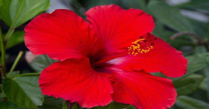 Amazing Benefits Of Hibiscus For Skin And Hair Real News India Dailyhunt amazing benefits of hibiscus for skin