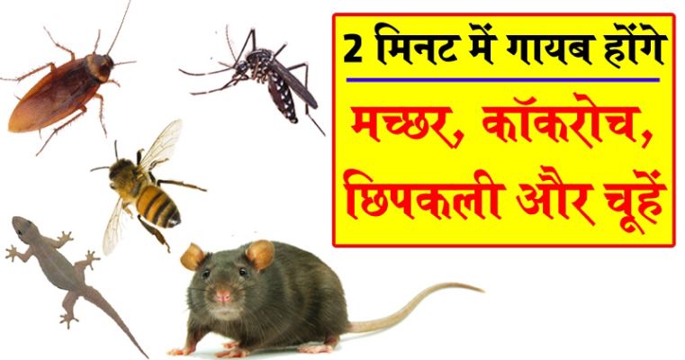 मच्छर, कॉकरोच, छिपकली, चूहों को भगाने के आसान घरेलू उपाय - Live Jagran | DailyHunt