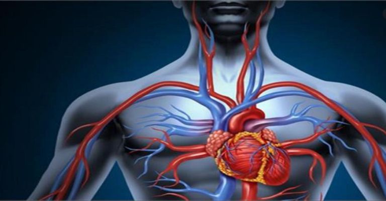 हृदय का प्रारंभिक विकास - GS Junction | DailyHunt