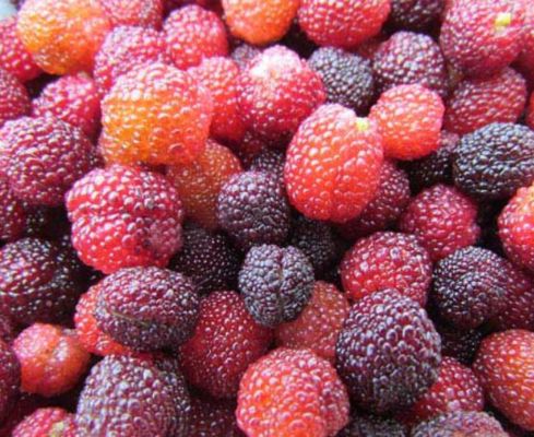 अमृत से कम नहीं है ये पहाड़ी फल, कैंसर जैसी बीमारियों को दे सकता है मात -  Jivika Today | DailyHunt