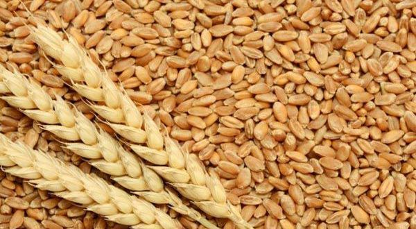 गेहूं के चमत्कारिक औषधीय गुण - Navyug Sandesh | DailyHunt