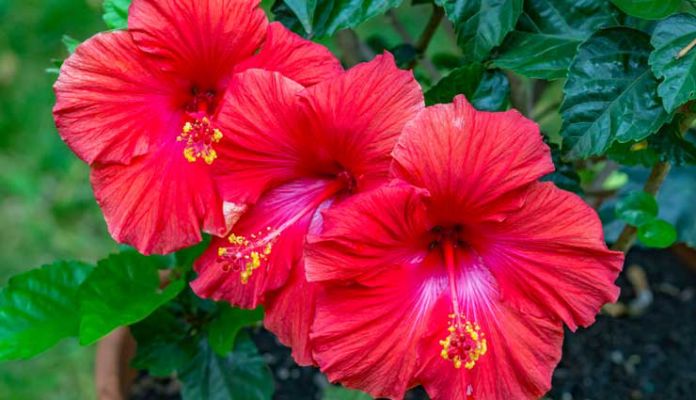 hibiscus for hair