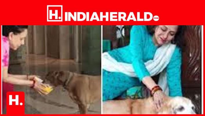 Hema Malini Spends Quarantine With Pet Dog Apherald Dailyhunt Ajay devgn gives a very good performance in his role as amay patnaik, the transferred irs officer who, along with his team, aim to. dailyhunt