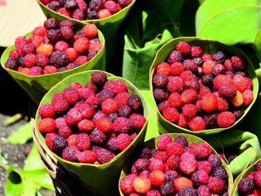 अमृत से कम नहीं है ये पहाड़ी फल, कैंसर जैसी बीमारियों को दे सकता है मात -  Jivika Today | DailyHunt