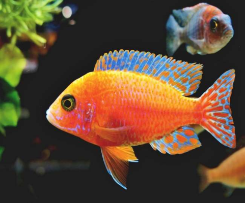 best vastu fish