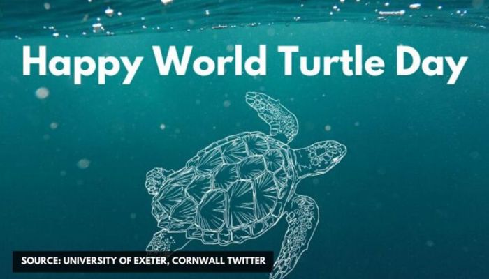 World Turtle Day Images Quotes And Messaged To Wish Loved Ones Republic Tv English Dailyhunt
