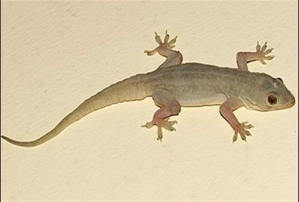 Lizards Falling On These Parts Of The Body Are Very Auspicious You Get This Good News News Crab Dailyhunt