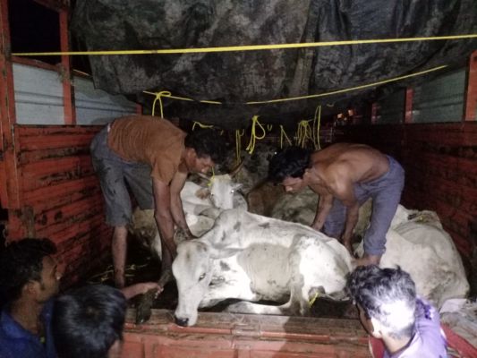 लखनादौन पुलिस ने मुक्त कराए अवैध रूप से ले जाए जा रहे गौवंश