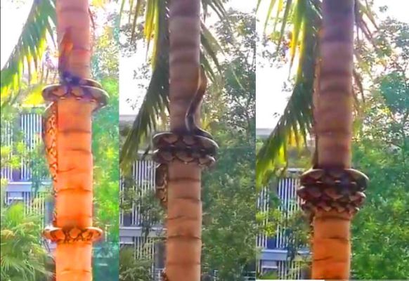 కొబ్బరి చెట్టును వాటేసుకున్న కొండ చిలువు (వీడియో) - Mana Telangana Telugu | DailyHunt