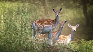 जब श र न ह रण क दब चन क ल ए द ख ई चत र ई ल क न ह रण न कल उसस भ च ल क व यरल व ड य Bollywood Remind Dailyhunt