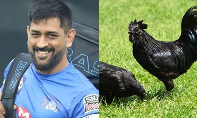 Ms Dhoni To Make Famous Kadaknath Chicken Order 00 Chicks Newztezz English Dailyhunt