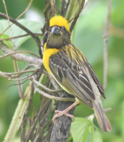 photo à¤¸ à¤à¤°à¤£ à¤ªà¤ à¤· à¤ à¤à¤°à¤ à¤µ à¤£à¤£ à¤¯ à¤ à¤à¤¦ à¤­ à¤¤ à¤à¤² my mahanagar dailyhunt photo à¤¸ à¤à¤°à¤£ à¤ªà¤ à¤· à¤ à¤à¤°à¤ à¤µ à¤£à¤£ à¤¯ à¤ à¤à¤¦ à¤­ à¤¤ à¤à¤² my mahanagar dailyhunt