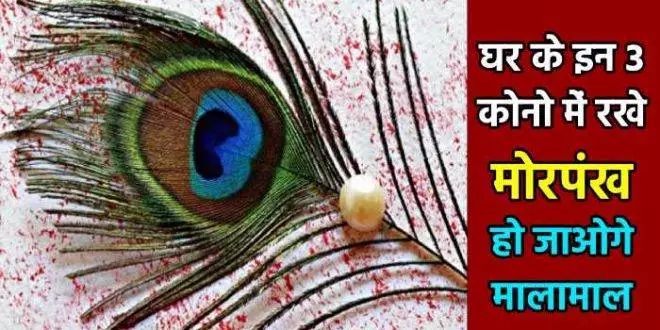 घर के इन हिस्सों में चुपचाप रख दें मोरपंख, फिर बैठकर गिनते रहिए धन घर के इन हिस्सों में चुपचाप रख दें मोरपंख, फिर बैठकर गिनते रहिए धन