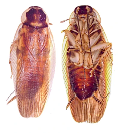 Hidden in Plain Sight: Scientists Discover New Cockroach Species in India Using Landmark DNA Technology
