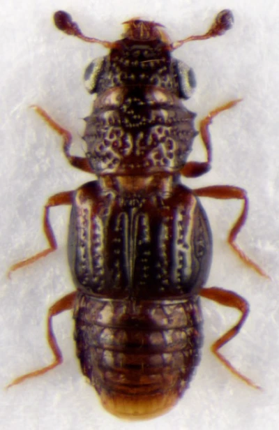 Tiny beetles, big discovery: Three species found in Arunachal forests