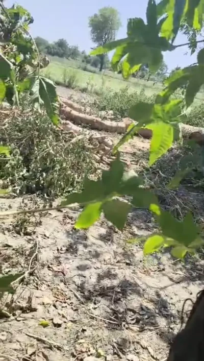 Gonda News: Gonda में केरवा घाट के पास 150 सागौन पेड़ों की अवैध कटाई, वन माफियाओं पर बढ़ा संकट