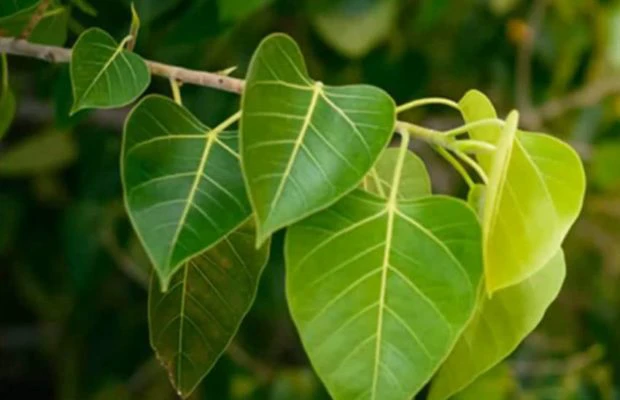 सिर्फ एक लोटा जल से दूर होगी आपके पैसे की समस्या, बनेगी माँ लक्ष्मी की कृपा