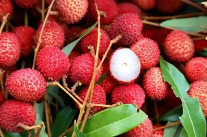 Vashi: APMC sees the arrival of Litchi from West Bengal