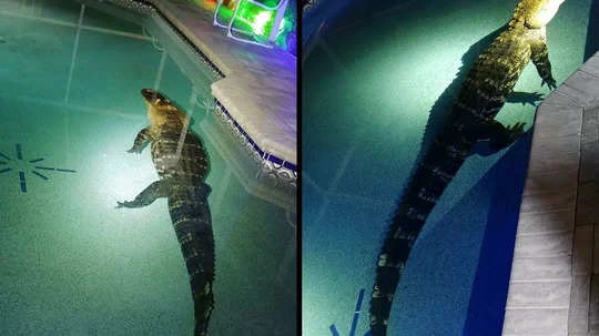 'Check your pool before diving': Florida family wakes up to find 10-foot alligator swimming in their pool
