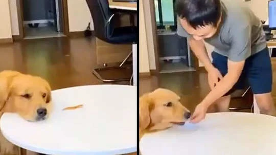 True retriever: Hungry dog eats treat, replaces it with another to trick owner into feeding it again - Watch