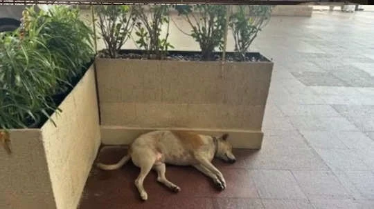 Stray Dog Sleeps Calmly At Mumbai's Taj Mahal Hotel's Gate:'Ratan Tata's strict instructions'