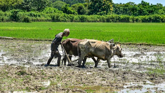 Chhattisgarh: रवि की फसलों पर बीमारी का कहर, तना छेदक कीट के बाद अब इस कारण मुरझाने लगे धान के पौधे