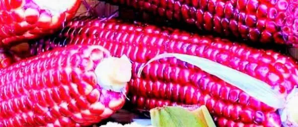 சிவப்பு சோளத்தில் உள்ள மருத்துவ நலன்கள்..!!