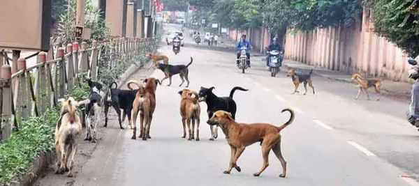 भटक्या कुत्र्यांची पुणेकरांमध्ये धास्ती