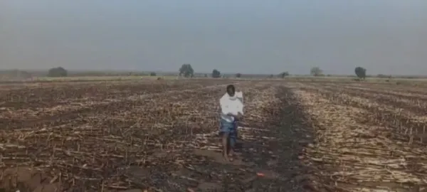 ప్రమాదవశత్తు మొక్కజొన్న పంట దగ్ధం