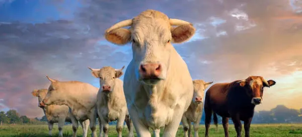 Rare Cow Breeds That Farmers Are Trying to Protect