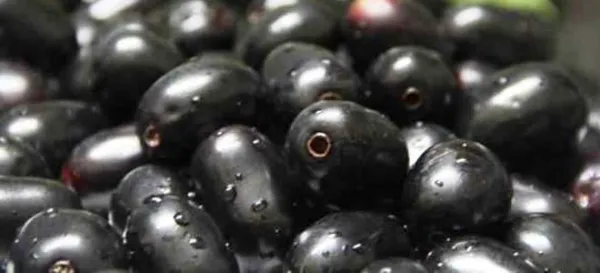 Jamun Fruit: ಈ ರೀತಿನ ಆರೋಗ್ಯ ಸಮಸ್ಯೆಯುಳ್ಳವರು ನೇರಳೆ ಹಣ್ಣು ತಿನ್ನಬಾರದು..!