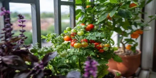 Transform Your 4×4 Balcony into a Lush Veggie Garden with These 6 Simple Steps!