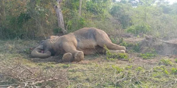 ବେଳକୁ ବେଳ ବଢୁଛି ହାତୀ ମୃତ୍ୟୁ, ନିଘୋଢ ନିଦରେ ବନବିଭାଗ