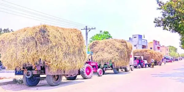 పశుగ్రాసం కొరత.. పాడి రైతులకు వెత