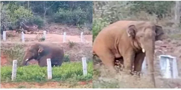 తిరుపతి జిల్లాలో గజరాజుల హల్చల్.. పంటలు నాశనం