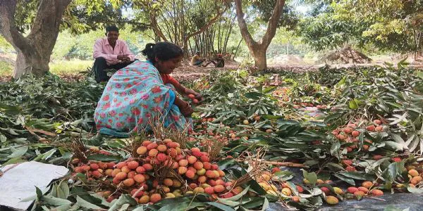 Threat Looms Over Bihar's Litchi Crop; Agriculture Ministry Forms Task Force