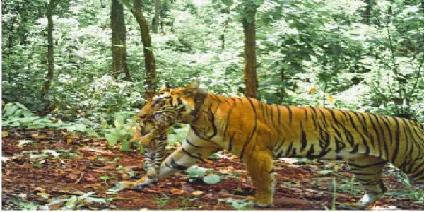 महाराष्ट्रकी 'जीनत' बघिनीले सिमलीपालमा चार बच्चा जन्माइन्