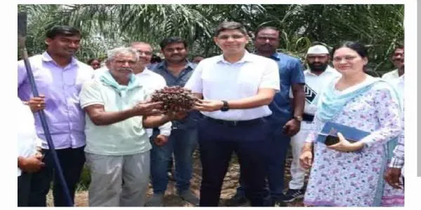 ఆయిల్ పామ్ సాగు ను పరిశీలించిన కలెక్టర్ ఆశిష్ సాంగ్వన్