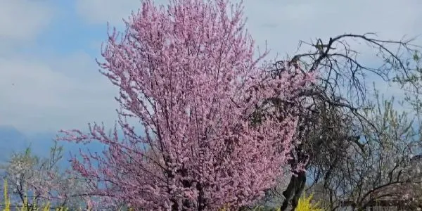 مسلسل ہورہی بارش سے کسان پریشان،فصلوں کو ہورہا ہے۔