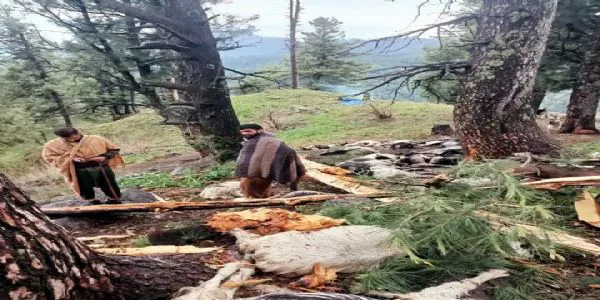 پہلگام کے علاقے میں آسمانی بجلی گرنے سے 60 سے زائد مویشوں کی موت