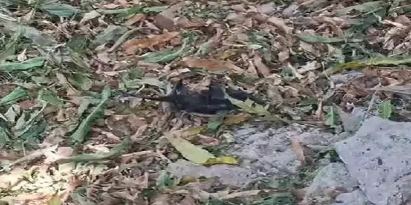 مدھیہ پردیش کے بالاگھاٹ موتی تالاب پارک میں شدید گرمی سے 12 چمگادڑوں کی موت