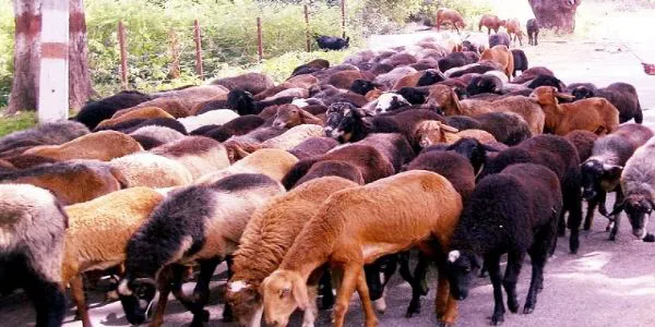 تلنگانہ حکومت عیدالا ضحی 2026 کی تعطیلات میں تبدیلی کرے گی