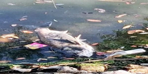 নৈনি হ্রদে মৃত মাছ ভেসে ওঠায় উদ্বেগ, কারণ নিয়ে মতভেদ