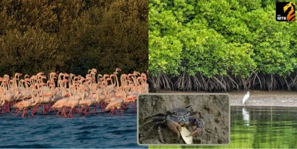 वेस्टलॅण्ड ते वंडरलॅण्ड